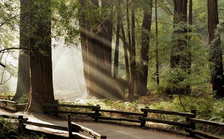 Beautiful Rays Illuminate The Forest - rays, the, forest, beautiful, illuminate