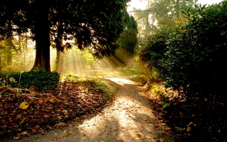 ANOTHER BRAND NEW DAY - path, trees, fallenleaves, rays, sunbeams, green, jungle, morning