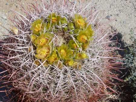 desert flowers - flowers, desert flowers, desert