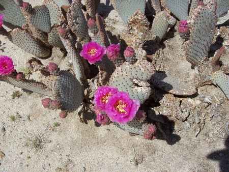 desert flowers - flowers, desert, desert flowers