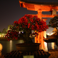 Bonsai Trees at Night