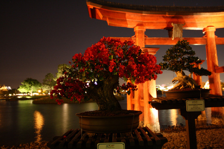 Bonsai Trees at Night - trees, water, wooden structure, beautiful, small, night, rooftop, leaves, red, lights