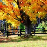 Tree tire swing