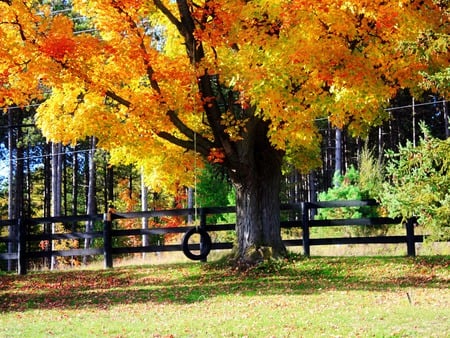 Tree tire swing - fence, autumn, yellow, red, tire, leaves, orange, swing, tree, golden, grass