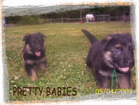 PLAYFUL PUPS COSTANTLY ALL THE TIME - pups, loveable, adorable cute friendly