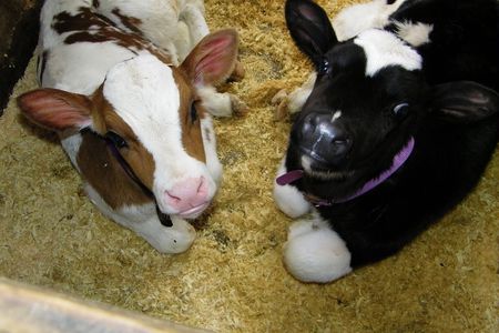 Calves - cow, holstein, annie, calves, mischief, farm