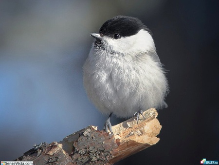 Bird - animals, birds