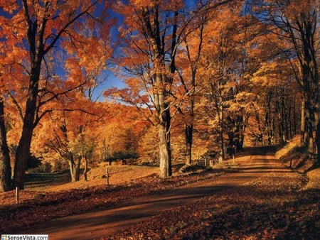 Orange trees - nature, forests