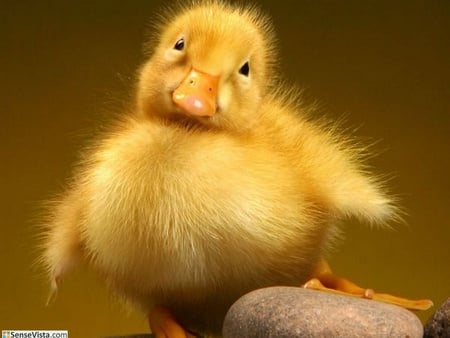 Baby duck - birds, chicken, animals