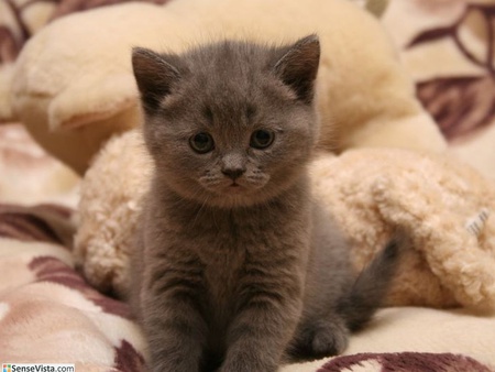 Smart grey kitten - cats, animals