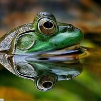 Green frog