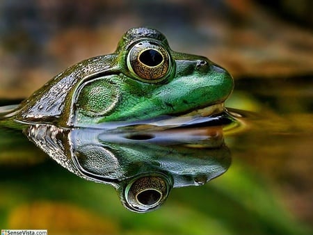 Green frog - frogs, animals