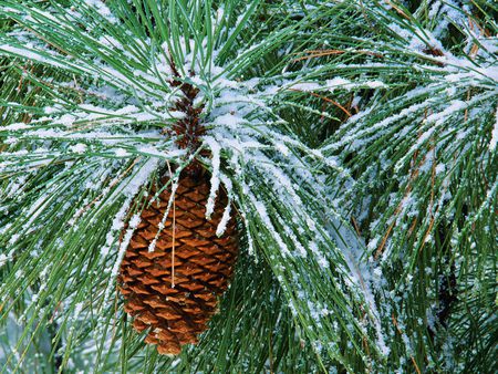 Ponderosa Pine - ice, winter, nature, pine, tree