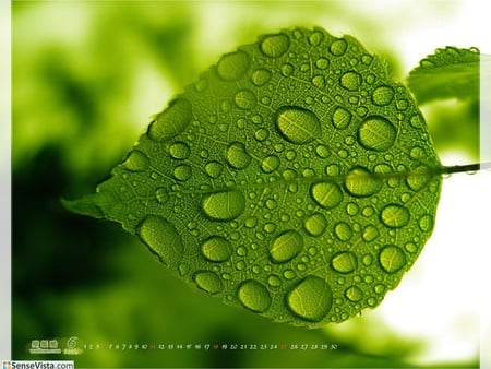 Water drops on the leaf - forests, nature, herb