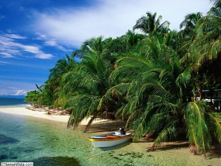 Palm trees near the beach - nature, beach