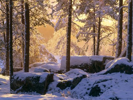 Snowy Pine Forest   - forest, rocks, sun light, snow