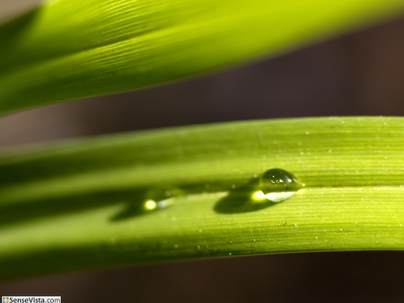 dew on the leaf - nature, herb, grass