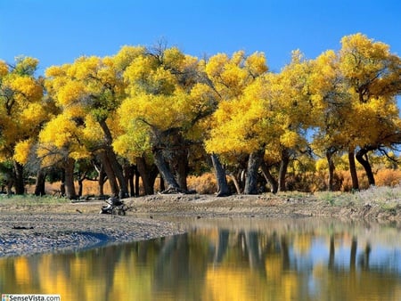 yellow trees - forests, trees, natute