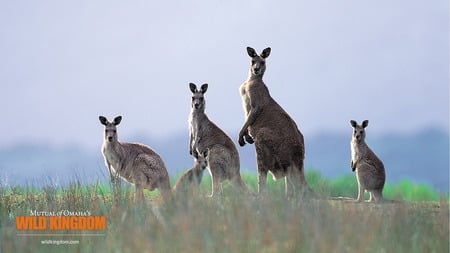 Kangaroos - fun, cool, animals, kangaroos