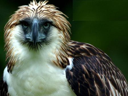 Harpy - eagle, beak, harpy, face, raptor, hooked