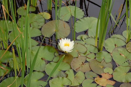 waterlilly - lilly, flower, pond, lillypads