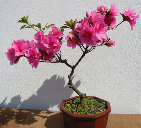 Azalea bonsai