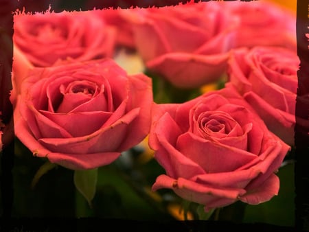 Red roses - roses, red, stems, bunch, field, lovely