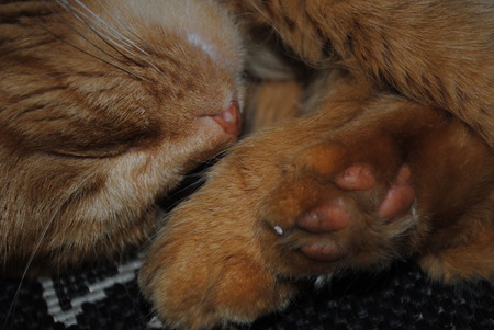 Its a Hard Life - marmalade, ginger, cute, face, paws, sleeping, cat