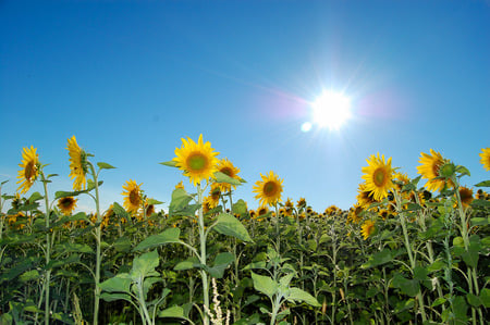 field of sunflowers