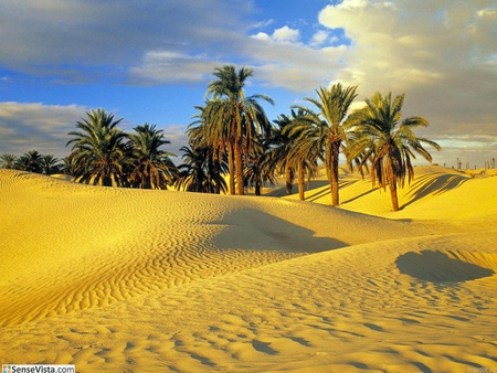 Palms in the desert - nature, deserts