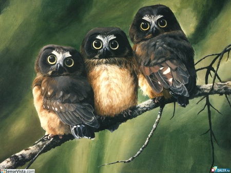 Small owls - owls, birds, animals