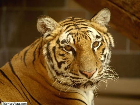 Tiger - cats, tigers, animals