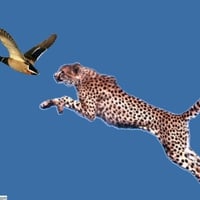 Cheetah jumping