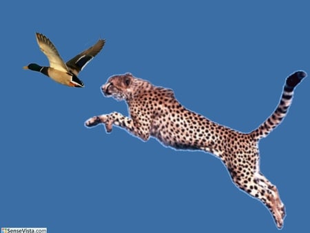 Cheetah jumping - tigers, animals