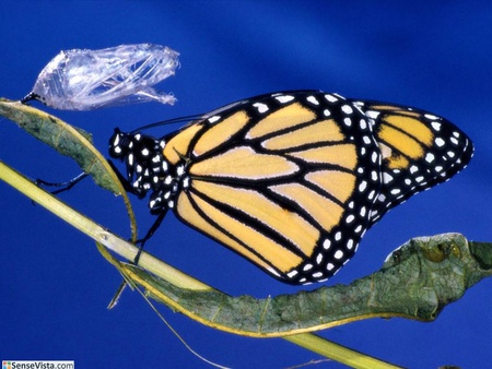 Monarch Butterfly - insects, butterflies