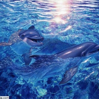 Dolphins