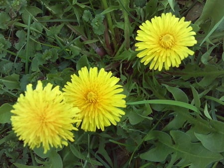 Dandy dandys - flowers, weeds, yellow, dandelions