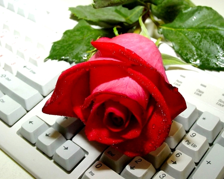 ROSE AND KEYS - keys, keyboard, rose, red