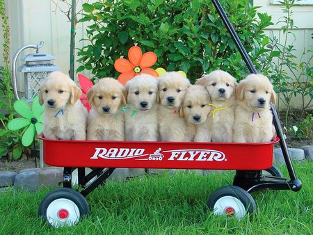 Puppies for Sale - puppies for sale, picture, beautiful