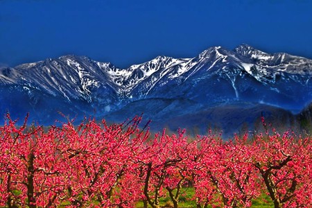 Pink and Blue - picture, pink and blue, beautiful