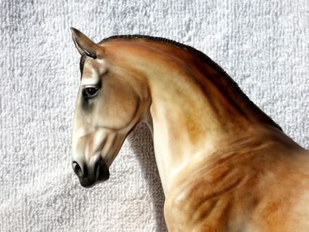 Mug shot  - horse, profile, stallion, golden, head