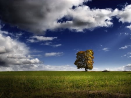 63 - clouds, trees, nature, blue, green, grass, sky