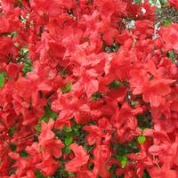 Red Azalea