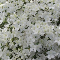 White Azalea