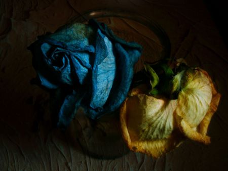 something has gone - yollow, roses, blue