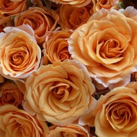 5 GOLDEN GORGEOUS,ROSES