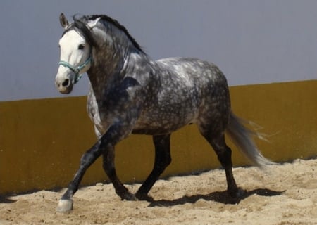 Elegant Horse - horse, powerful, animal, cavalo, stallion