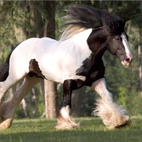 Horse