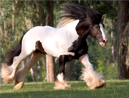 Horse - animal, powerful, cavalo, stallion, horse