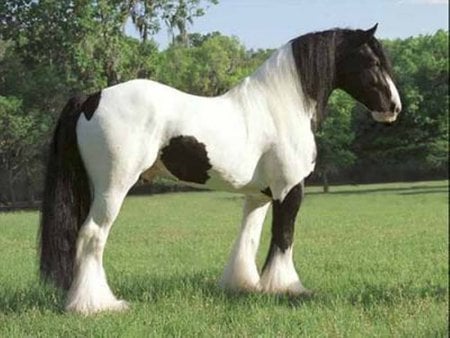 Stallion - animal, powerful, cavalo, stallion, horse